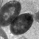 After exposure to antibiotics, the cells of space-based bacteria became more plentiful, but smaller. (Image: L. Zea et al., 2017)